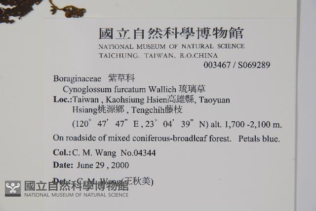 琉璃草藏品圖，第2張