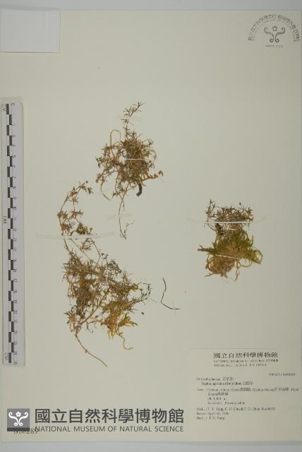 瓜槌草、漆姑草藏品圖，第1張