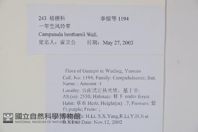 一年生風鈴草藏品圖，第2張