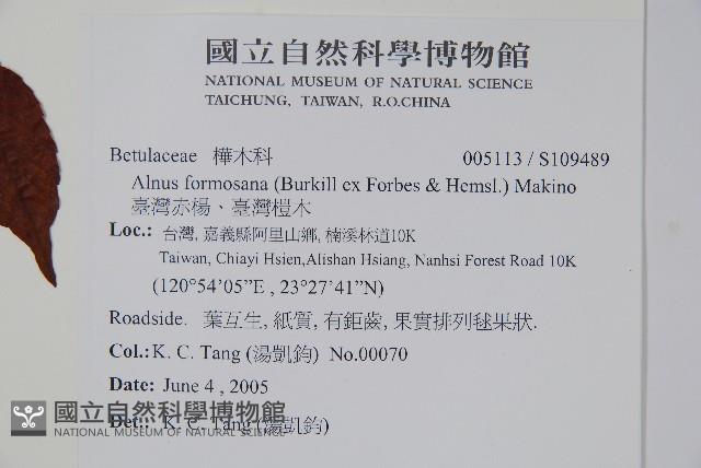 臺灣赤楊、臺灣榿木藏品圖，第2張