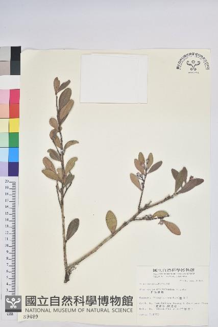 凹葉越橘藏品圖，第1張