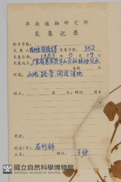 荷蓮豆藏品圖，第2張