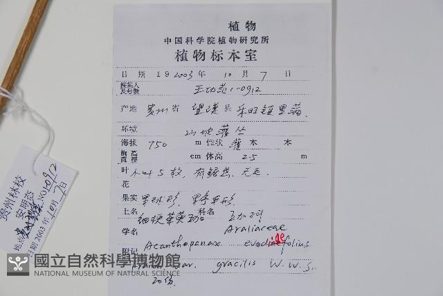 細梗茱萸五加藏品圖，第2張