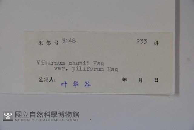 毛枝金腺莢迷藏品圖，第2張