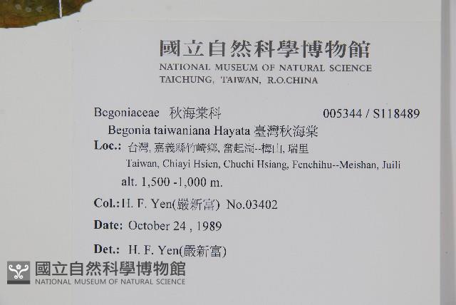 臺灣秋海棠藏品圖，第2張