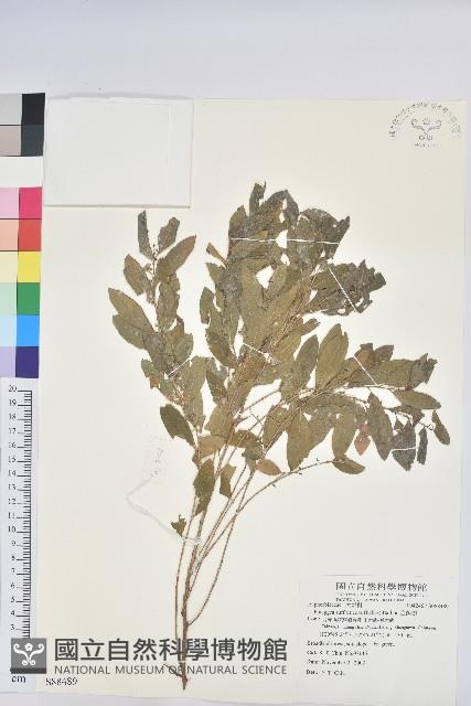 白飯樹藏品圖，第1張