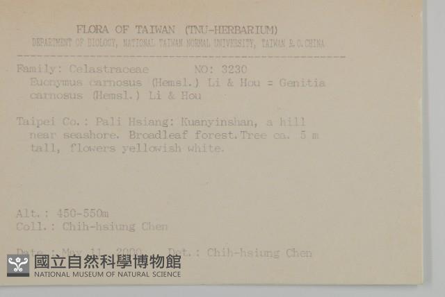 厚葉衛矛, 源一木藏品圖，第2張