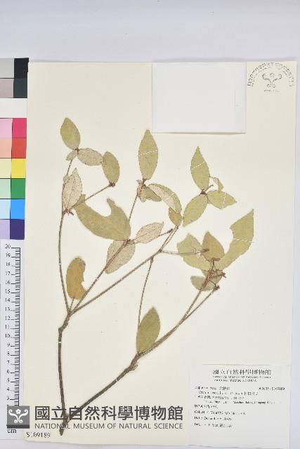 裡白巴豆藏品圖，第1張