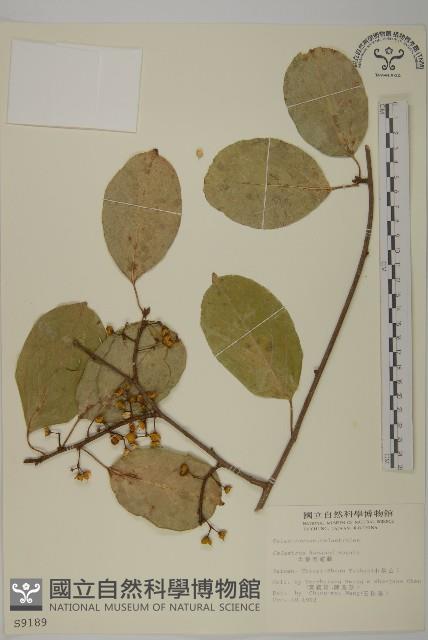 大葉南蛇藤藏品圖，第1張