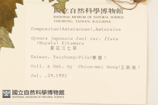 黃花三七草藏品圖，第2張