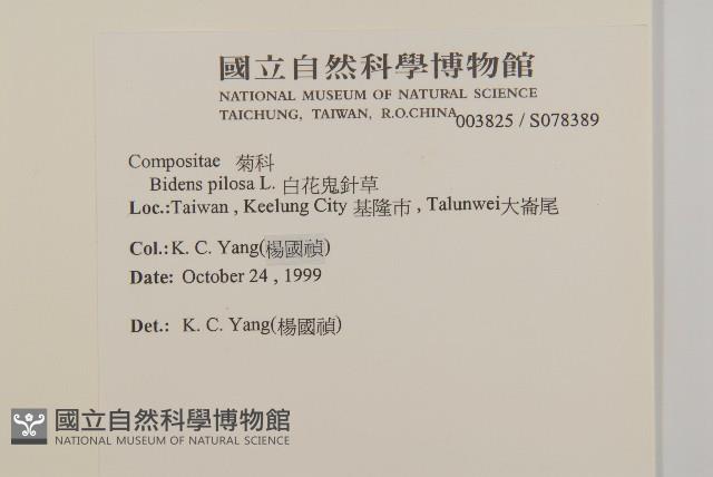 白花鬼針藏品圖，第2張