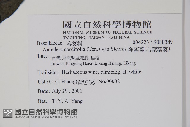 洋落葵、心葉落葵藏品圖，第2張