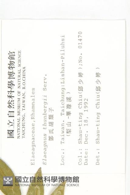 鄧氏胡頹子藏品圖，第2張