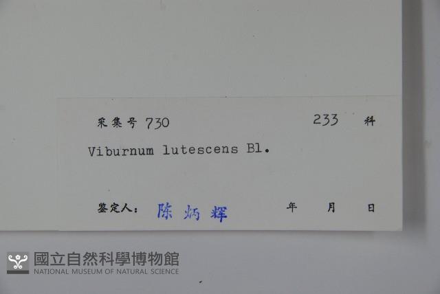 淡黃莢迷藏品圖，第2張