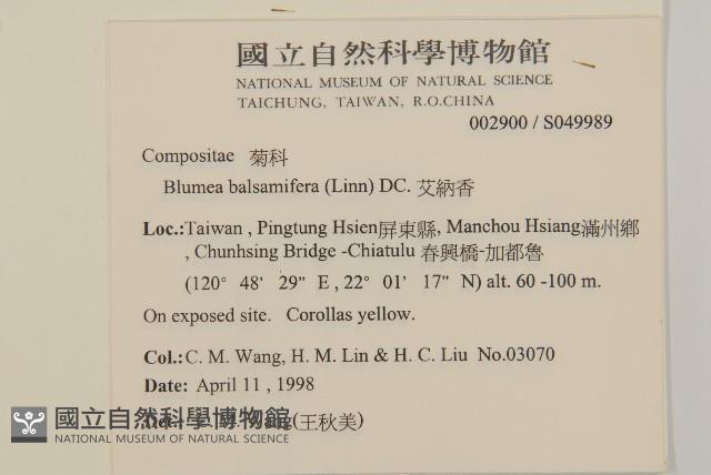 艾納香藏品圖，第2張