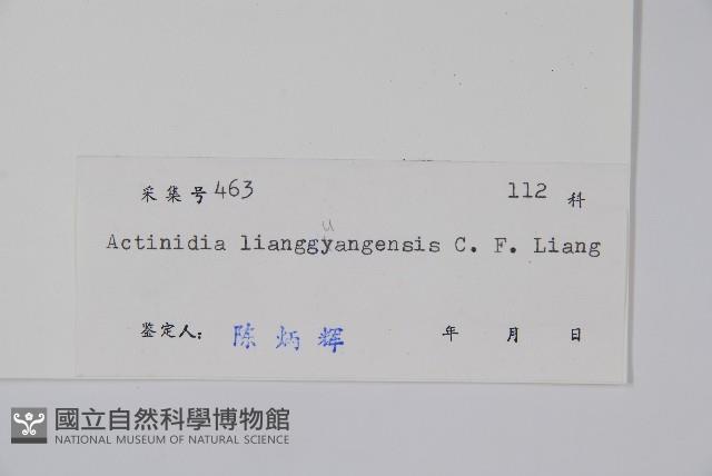 兩廣獼猴桃藏品圖，第2張