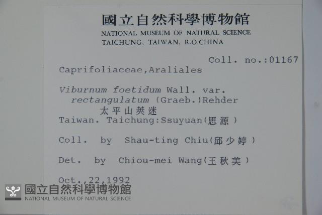 狹葉莢迷藏品圖，第2張