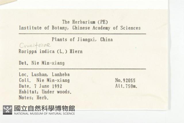 葶藶藏品圖，第2張