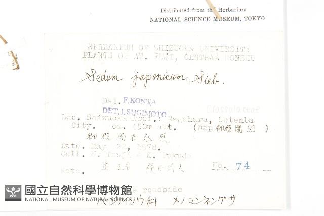 佛甲草藏品圖，第2張