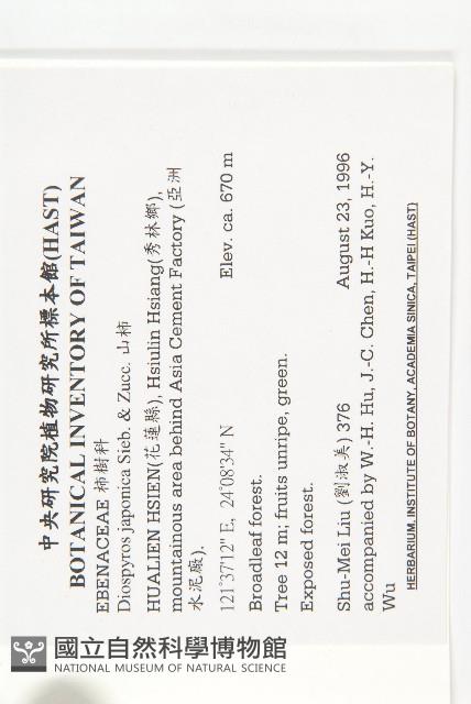 山柿, 山豆柿藏品圖，第2張