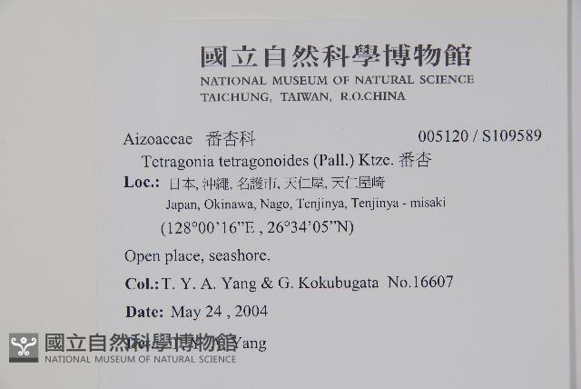 番杏藏品圖，第2張