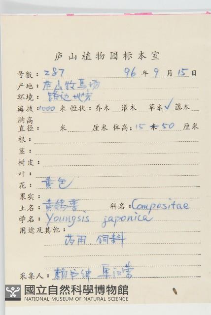 黃鵪菜藏品圖，第2張