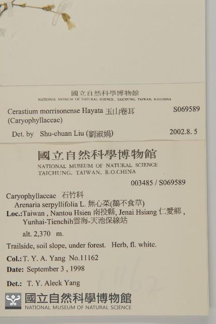 玉山卷耳藏品圖，第2張