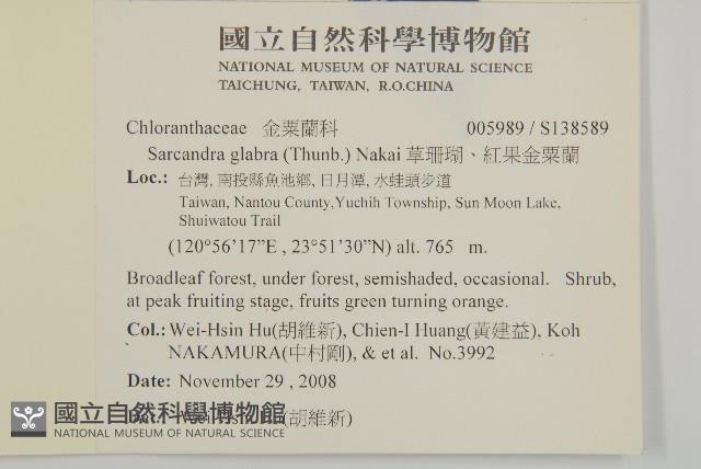 草珊瑚、紅果金粟蘭藏品圖，第2張