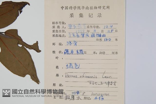 假鷹爪藏品圖，第2張