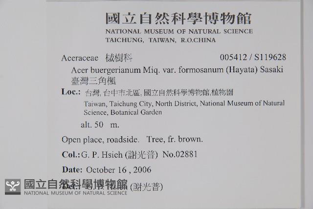 臺灣三角楓藏品圖，第2張