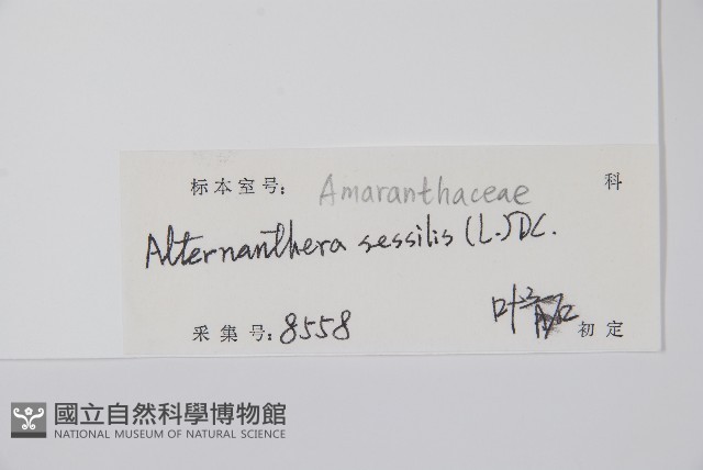 蓮子草藏品圖，第2張
