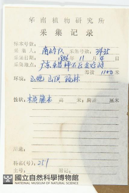 異萼飛蛾藤藏品圖，第2張