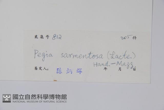 刺黃藤藏品圖，第2張