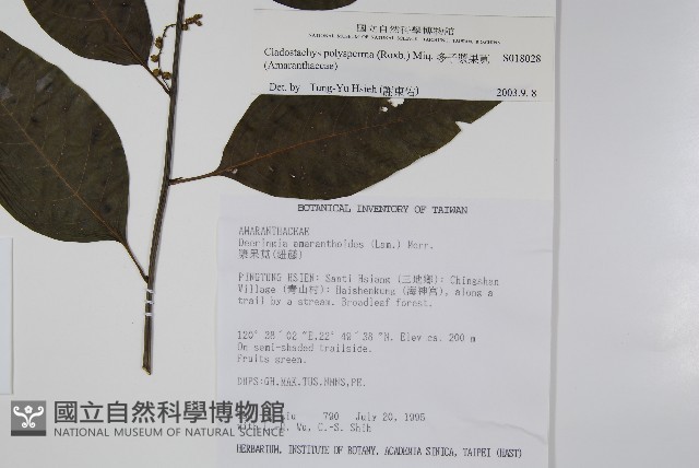 多子漿果莧藏品圖，第2張