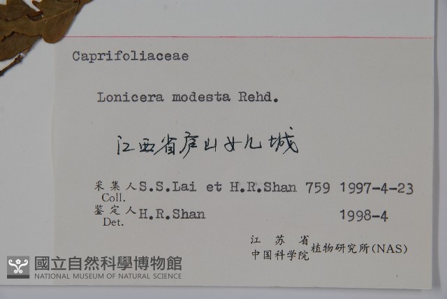 下江忍冬藏品圖，第2張