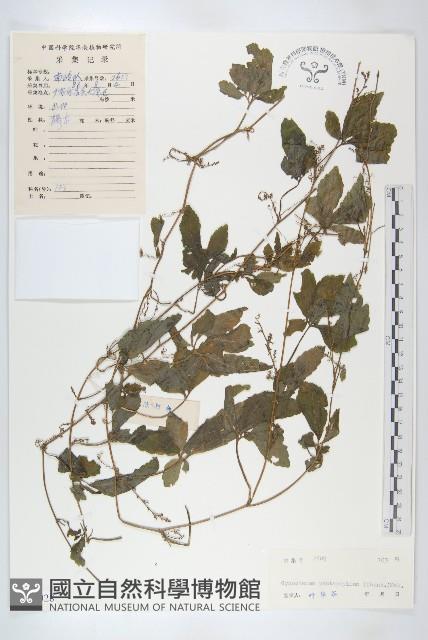 絞股藍藏品圖，第1張