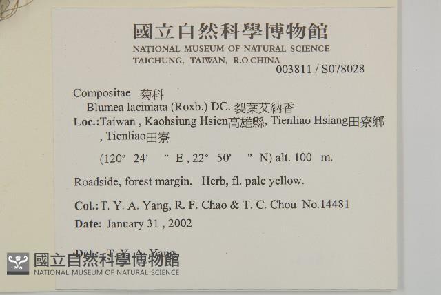 裂葉艾納香藏品圖，第2張