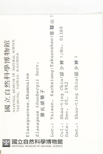 鄧氏胡頹子藏品圖，第2張