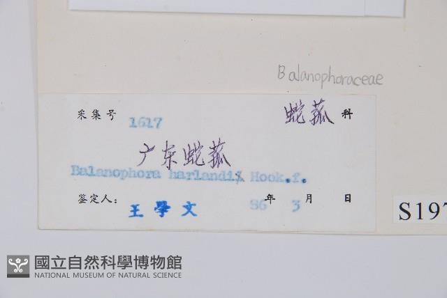 筆頭蛇菰藏品圖，第2張