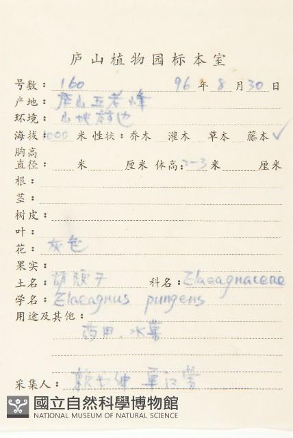 胡頹子藏品圖，第2張