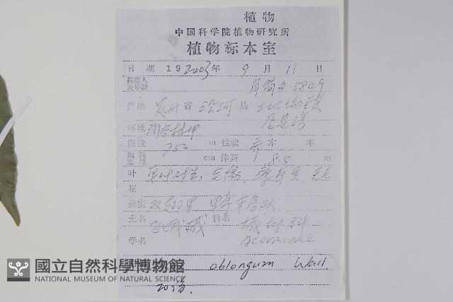 飛蛾槭藏品圖，第2張