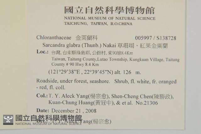 草珊瑚、紅果金粟蘭藏品圖，第2張