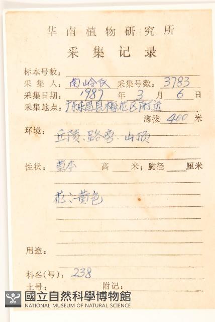 蒲公英藏品圖，第2張