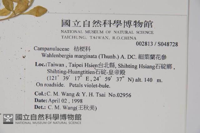 細葉蘭花參藏品圖，第2張