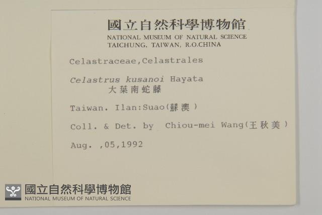 大葉南蛇藤藏品圖，第1張