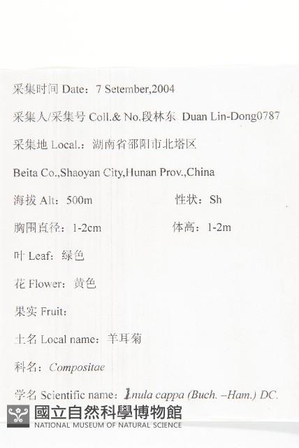 羊耳菊藏品圖，第2張