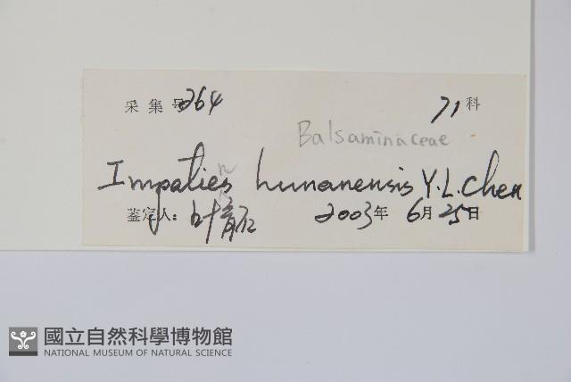 湖南鳳仙花藏品圖，第2張