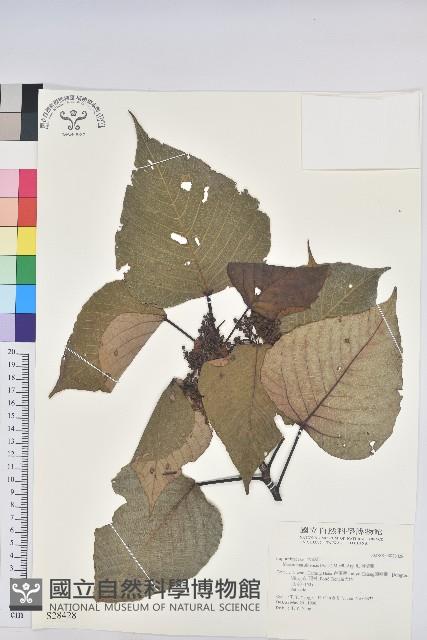 紅肉橙蘭、華血桐藏品圖，第1張