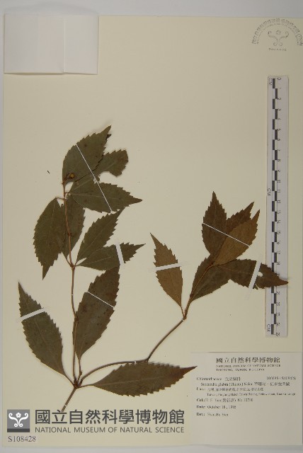 草珊瑚、紅果金粟蘭藏品圖，第1張