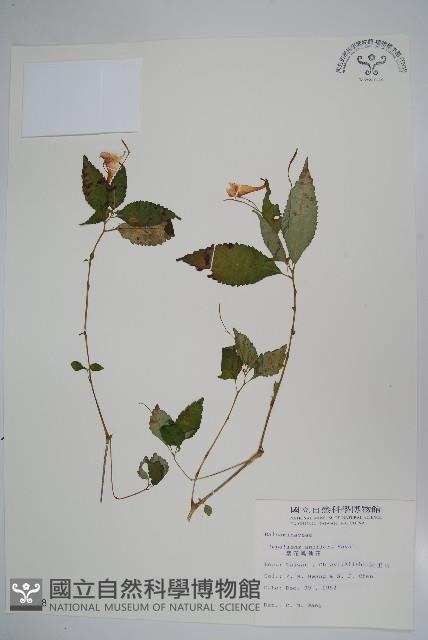 紫花鳳仙花藏品圖，第1張